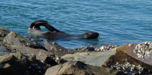 This fur seal appears to have escaped a brush with a shark, nursing a large bite mark as it recovers in the Bellinger River. This fur seal appears to have escaped a brush with a shark, nursing a large bite mark as it recovers in the Bellinger River.